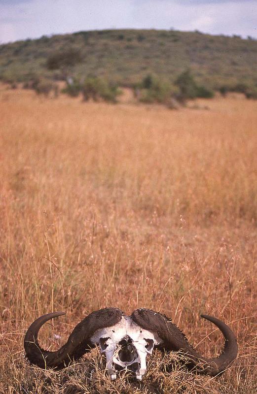 WT 1400 203-03 Kenya.jpg